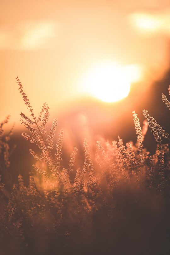 Gründen mit Sonnenuntergang-Vibes